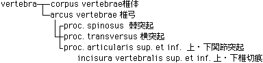 vertebra.gif