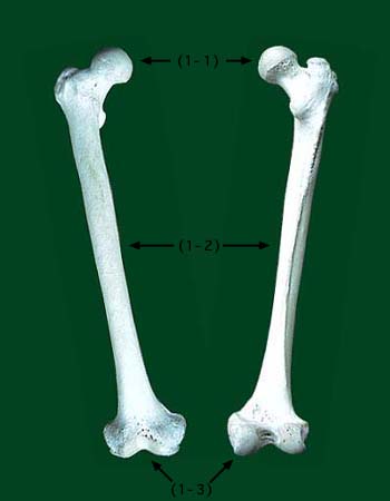 レア！ キリン ★ 大腿骨（femur leg bone） Make frame for free inferior limb